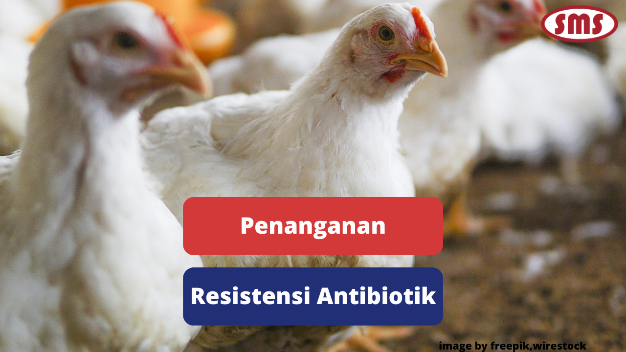 Tips Menangani Ayam Broiler Yang Resiten Antibiotik